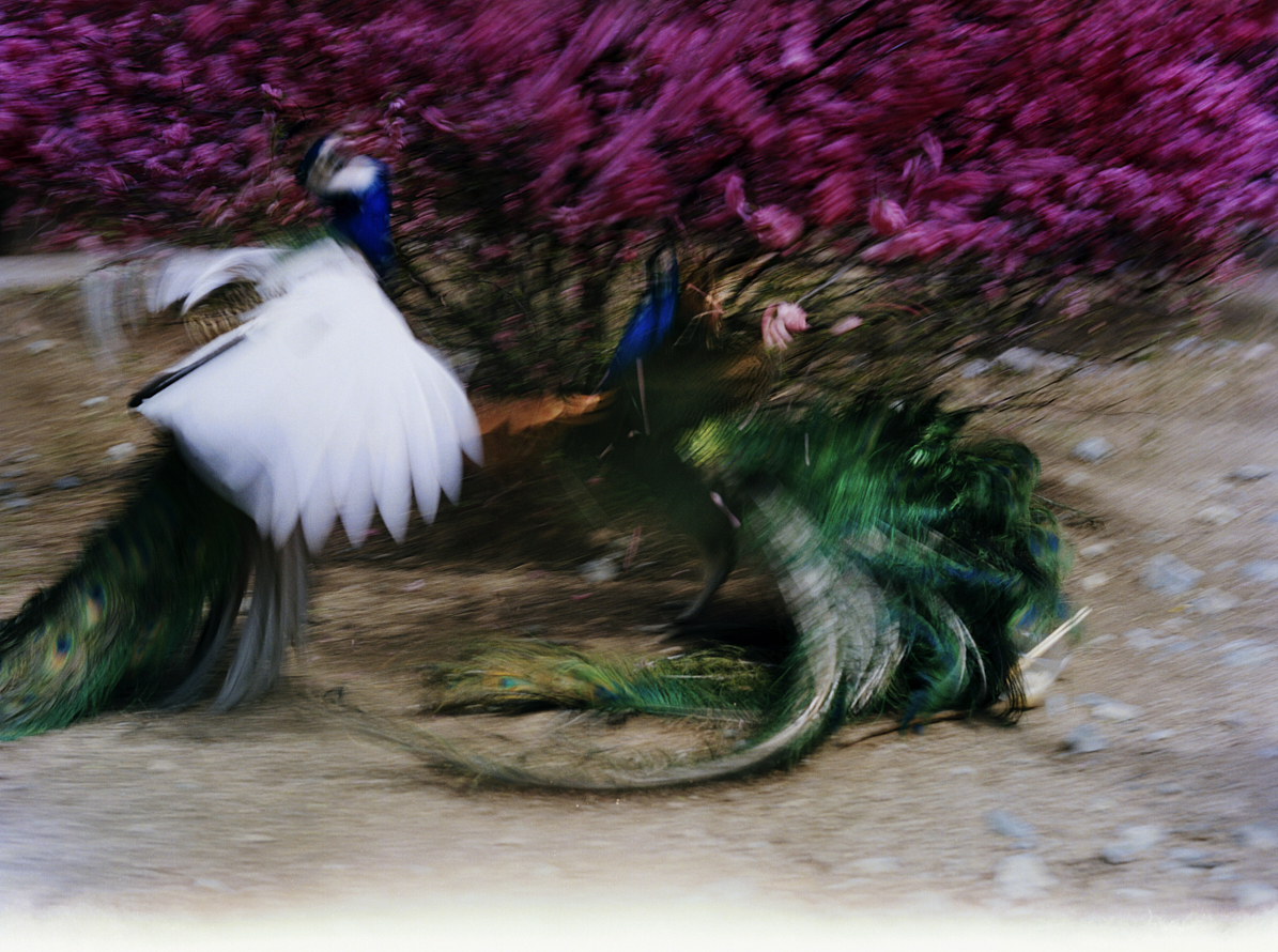 https://www.liushuwei.com/files/gimgs/47_20b.jpg