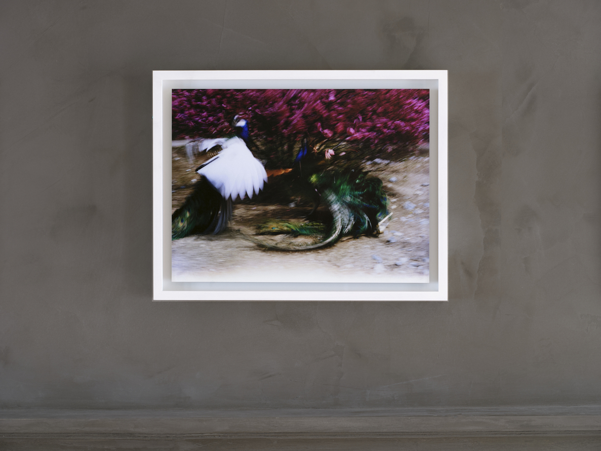 https://www.liushuwei.com/files/gimgs/49_liu-shuwei-vanishing-act-installation-view-g02.jpg